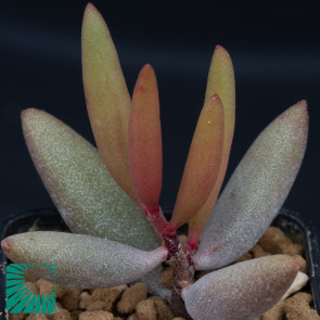 Adromischus marianae var. kubusensis, immagine dell'intero esemplare.