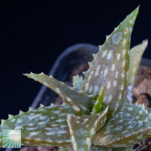 Aloe squarrosa, particolare dell'apice della pianta.