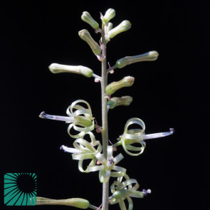 Drimia haworthioides