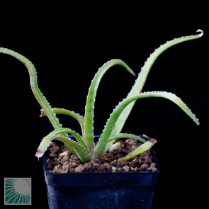 Aloe belavenokensis