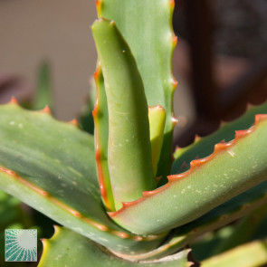 Aloe camperi