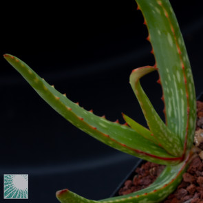 Aloe camperi, particolare dell'apice della pianta.
