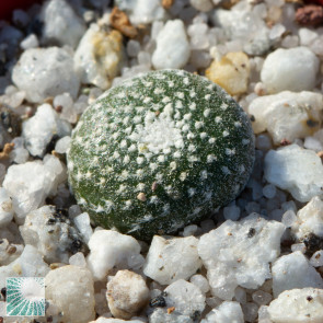 Blossfeldia tarabucoensis, immagine dell'intero esemplare. 