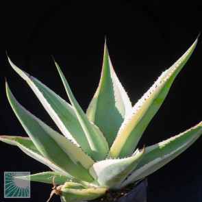 Agave guiengola cv. Creme Brulee