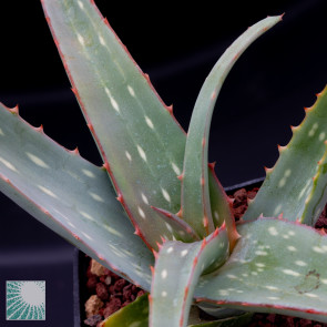 Aloe sinkatana, particolare dell'apice della pianta.
