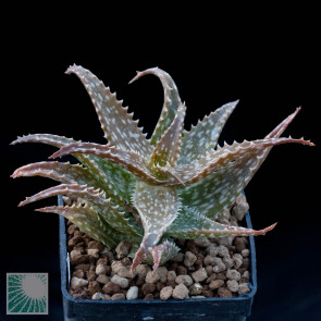 Aloe squarrosa