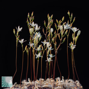 Ornithogalum hispidum