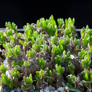 Ornithogalum lithopsoides