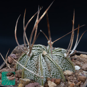 Astrophytum niveum, immagine dell'intero esemplare.