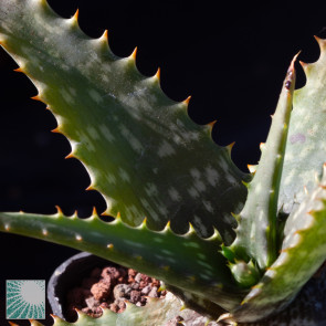 Aloe greatheadii var. davyana, particolare dell'apice della pianta.