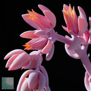 Echeveria laui