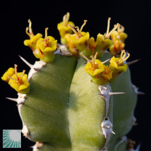Euphorbia makallensis