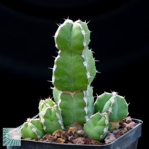 Euphorbia makallensis, immagine dell'intero esemplare.
