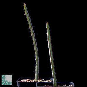Euphorbia tenuispinosa