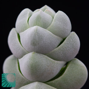 Crassula plegmatoides, particolare dell'apice della pianta.