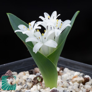Lachenalia ensifolia ssp. maughanii, immagine dell'intero esemplare.
