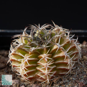 Gymnocalycium mendozaense, immagine dell'intero esemplare.