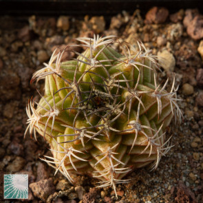 Gymnocalycium mendozaense