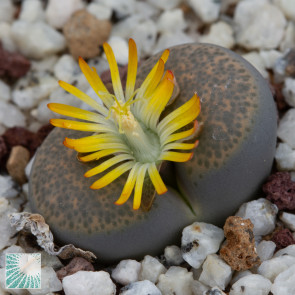 Lithops terricolor