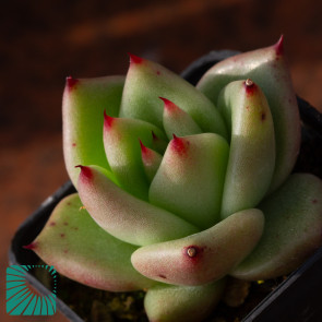 Echeveria agavoides, immagine dell'intero esemplare.