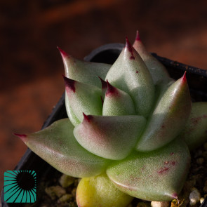 Echeveria agavoides, immagine dell'intero esemplare.