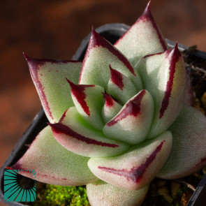 Echeveria agavoides, immagine dell'intero esemplare.