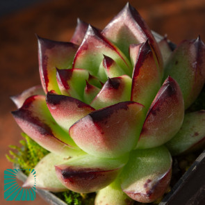 Echeveria agavoides, immagine dell'intero esemplare.