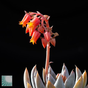 Echeveria tolimanensis