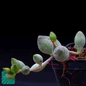 Adromischus filicaulis ssp. marlothii, immagine dell'intero esemplare.