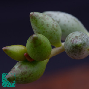 Adromischus filicaulis ssp. marlothii