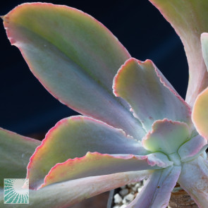 Echeveria sp., particolare dell'apice della pianta.