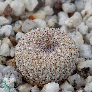 Epithelantha cryptica, immagine dell'intero esemplare.