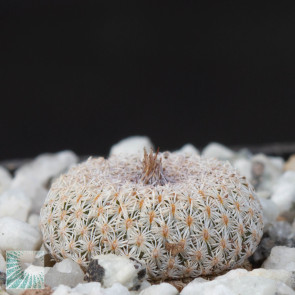 Epithelantha cryptica