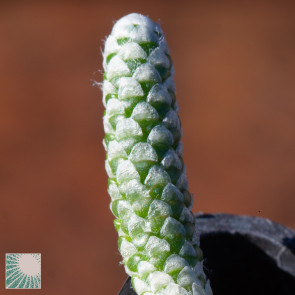 Avonia recurvata ssp. buderiana f. multiramosa