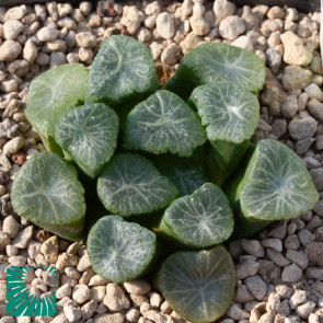 Haworthia truncata