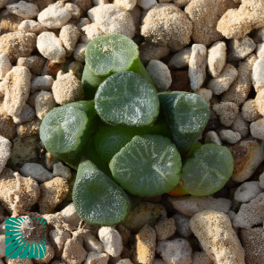 Haworthia truncata, immagine dell'intero esemplare.