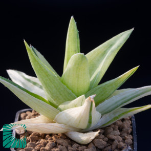 × Gasteraloe cv. Green Ice