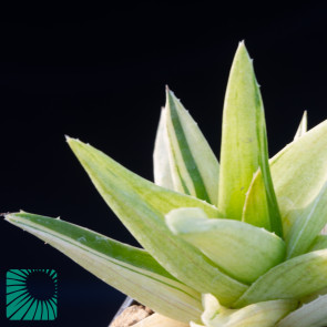 × Gasteraloe cv. Green Ice, immagine dell'intero esemplare.