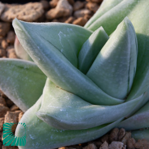 × Gasteraloe cv. Green Ice