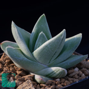 × Gasteraloe cv. Green Ice, immagine dell'intero esemplare.