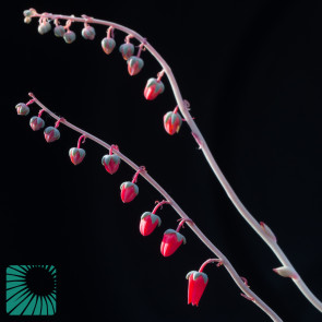 Echeveria moranii