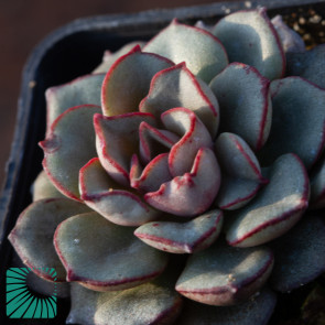 Echeveria moranii, immagine dell'intero esemplare.