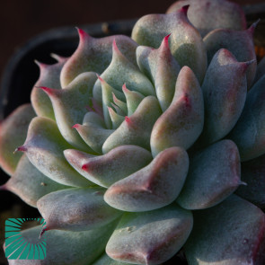 Echeveria halbingeri, immagine dell'intero esemplare.