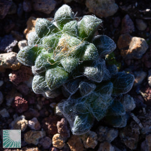 Anacampseros albidiflora, immagine dell'intero esemplare.