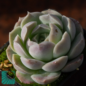 Echeveria hyalina, immagine dell'intero esemplare.