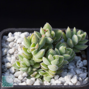 Crassula lanuginosa, immagine dell'intero esemplare.