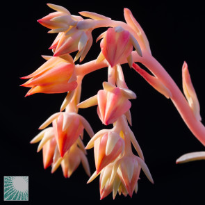 Echeveria aurantiaca