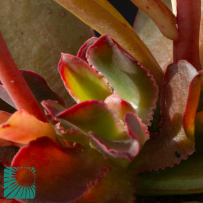 Echeveria aurantiaca, immagine dell'intero esemplare.