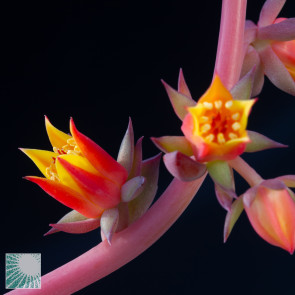 Echeveria alata