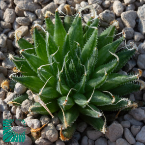 Haworthia arachnoidea var. namaquensis, immagine dell'intero esemplare.